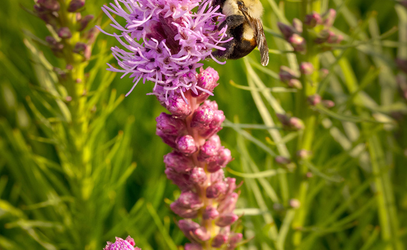 a-visualization-of-biodiversity-2