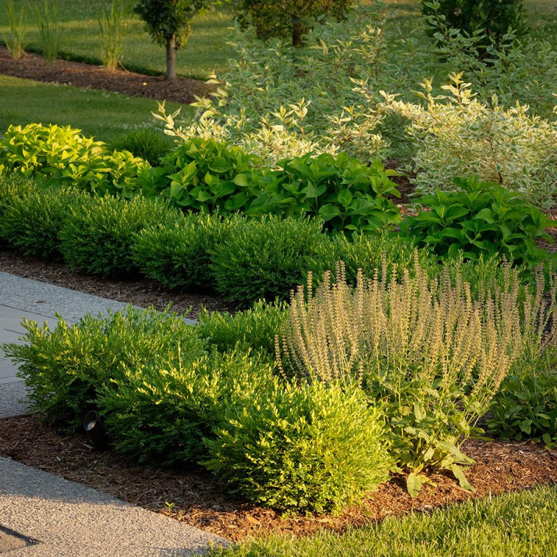 mnp-wls-66rich-ln-090