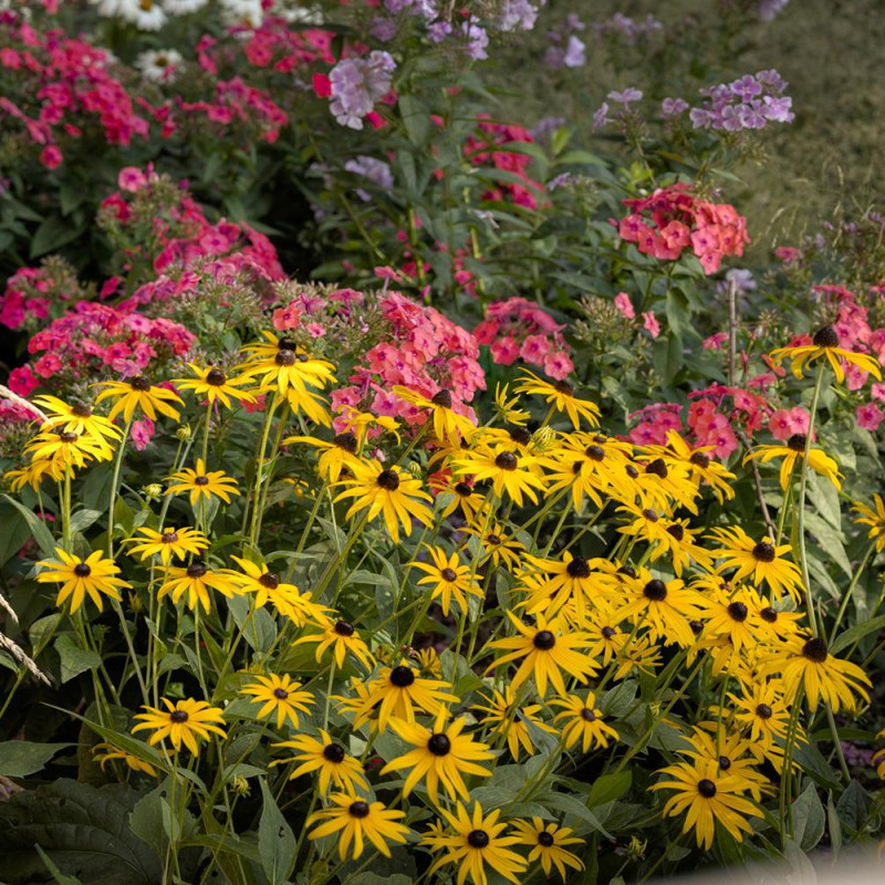 front-gardens-gallery-3