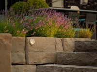 Grasses in planter